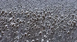 Field of wild teasel (Dipsacus fullonum) covered with snow bonnets