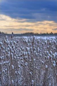 Field of wild teasel (Dipsacus fullonum) covered with snow bonnets