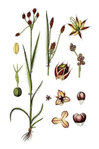 Field wood-rush, Good Friday grass (Luzula campestris)