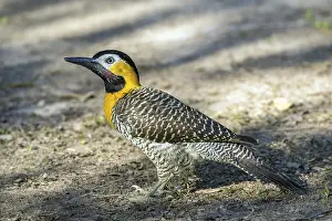 Field woodpecker, (Colaptes campestris)