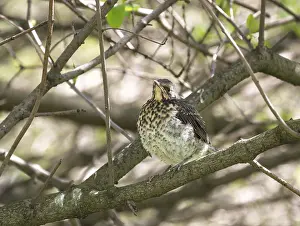 Fieldfare chick fledgling sitting on a bush branch