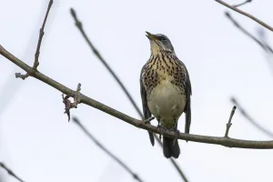 A fieldfare is sitting on a branch