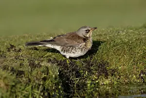 Fieldfare (Turdus pilaris), adult