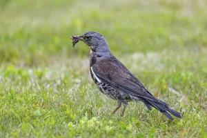 Fieldfare (Turdus pilaris) adult foraging in grassland