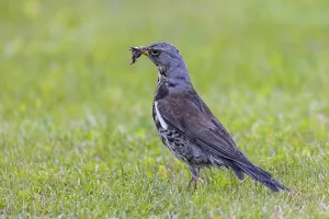 Fieldfare (Turdus pilaris) adult foraging in grassland