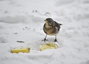 Fieldfare (Turdus pilaris) eating an apple in the snow