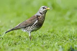 Fieldfare (Turdus pilaris) Fuerstenfeldbruck
