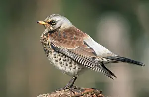 Category Wildlife DE Prints: Fieldfare (Turdus pilaris), Hesse, Germany