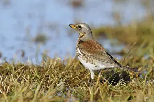 Fieldfare (Turdus pilaris), Mazovia