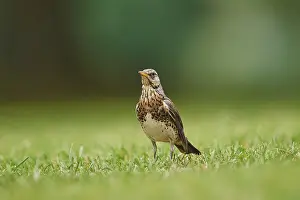 Fieldfare (Turdus pilaris) on a meadow