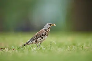 Fieldfare (Turdus pilaris) on a meadow