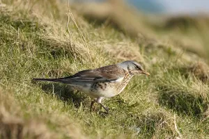 Fieldfare (Turdus pilaris) in a meadow