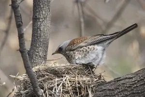 Fieldfare, (Turdus pilaris) near his nest