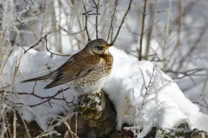 Fieldfare (Turdus pilaris) resting on a branch in winter