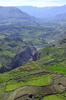 Fields in cups at the canyon of the Rio Colca