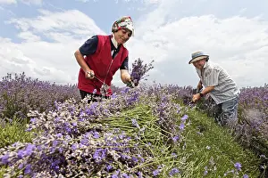In the fields of organic grown blooming lavender (Lavandula)