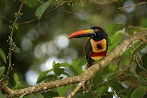 Fiery-billed Aracari, Pteroglossus frantzii