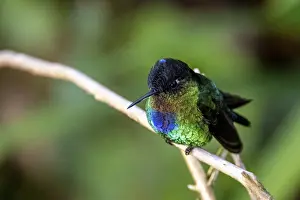 Fiery-throated hummingbird (Panterpe insignis) sitting on a branch