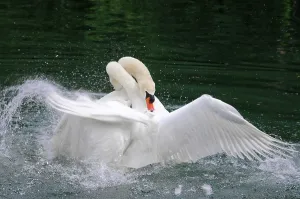 Fight between two mute swans (Cygnus olor)
