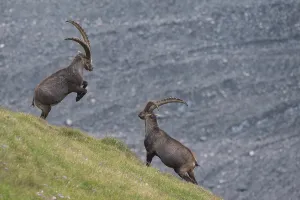 Fighting alpine ibex (Capra ibex)
