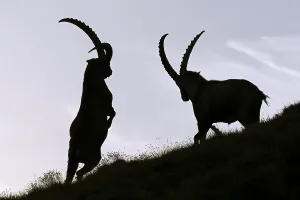 Fighting Alpine Ibex (Capra ibex) in backlight