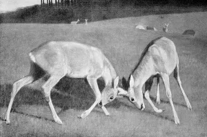 Fighting bucks, an illustration from Moderne Kunst in Meisterholzschnitten