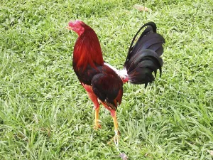 Fighting Cock, Domestic Cock, House Cock, Cuba