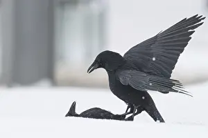 Two fighting crows (Corvus corone) in the snow