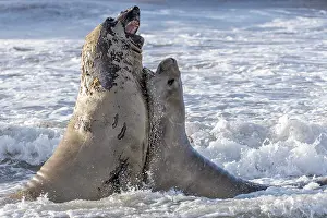 Fighting elephant seals (Mirounga leonina) from Sea Lion Island