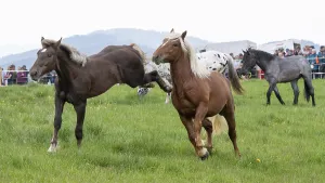 Fighting horses, St. Kathrein a.O. Austria