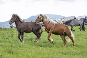Fighting horses, St. Kathrein a.O. Austria