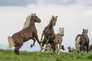 Fighting horses, St. Kathrein a.O. Austria