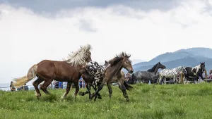 Fighting horses, St. Kathrein a.O. Austria