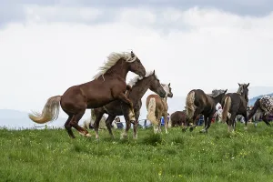 Fighting horses, St. Kathrein a.O. Austria