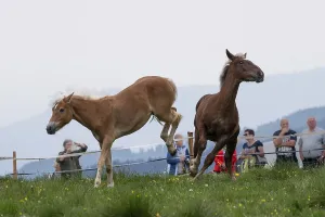 Fighting horses, St. Kathrein a.O. Austria