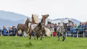 Fighting horses, St. Kathrein a.O. Austria