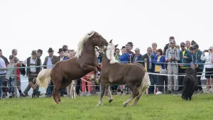 Fighting horses, St. Kathrein a.O. Austria