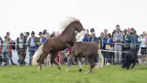 Fighting horses, St. Kathrein a.O. Austria