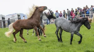 Fighting horses, St. Kathrein a.O. Austria