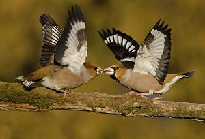 Two fighting males grosbeak (Coccothraustes coccothraustes) on a branch