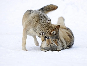 Fighting, playing wolves, cub, Mackenzie Wolf