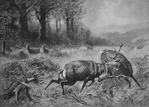 Fighting Stags in the Rut, 1880
