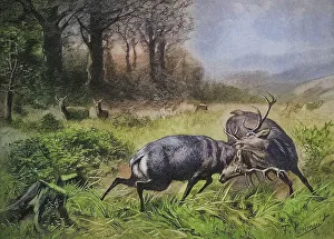 Fighting stags in the rut, 1880