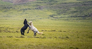 Two fighting stallions, Iceland Horse in a pasture