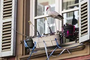 Figure of a white stork (Ciconia ciconia) at a window