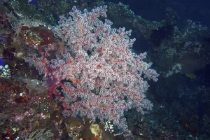 Category Wildlife DE Prints: Filigree red coral structure, Godeffroy's soft coral (Siphonogorgia godeffroyi)