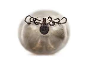 Filled Female adult tick, isolated on white