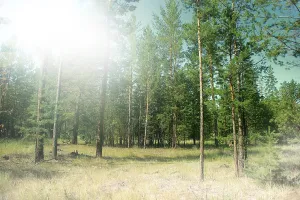 Filled with the sun in the southern pine forest