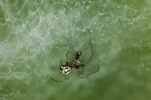 Filmy Dome Spider (Linyphia marginata)