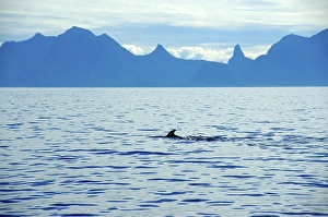 Category Scandinavia Prints: Fin of a grindwale Globicephala melas Lofoten Norway